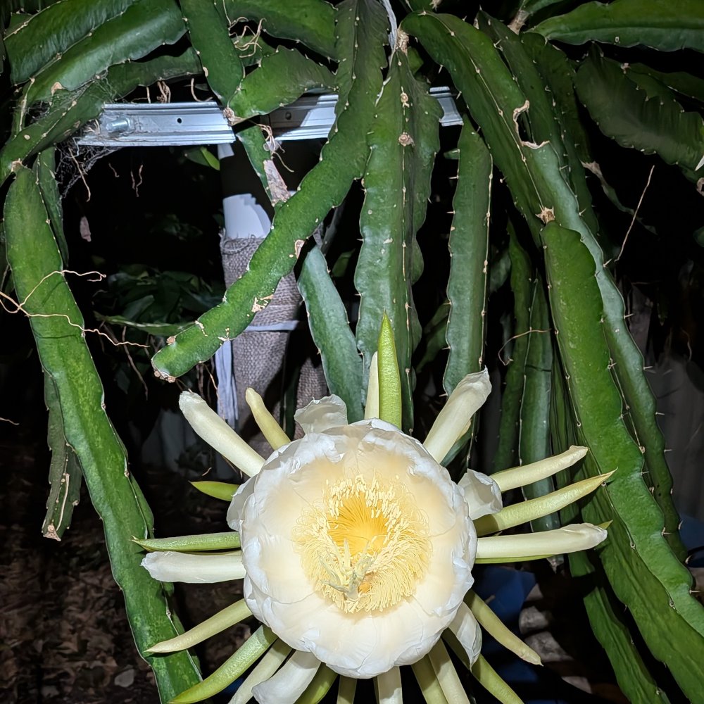 Picture of the whole plant